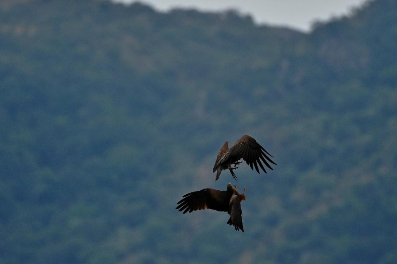 A yellow-billed kite accosts a hooded vulture from below in a tussle over territory at the Boma National Park in eastern South Sudan on February 4, 2020.  (AFP Photo)