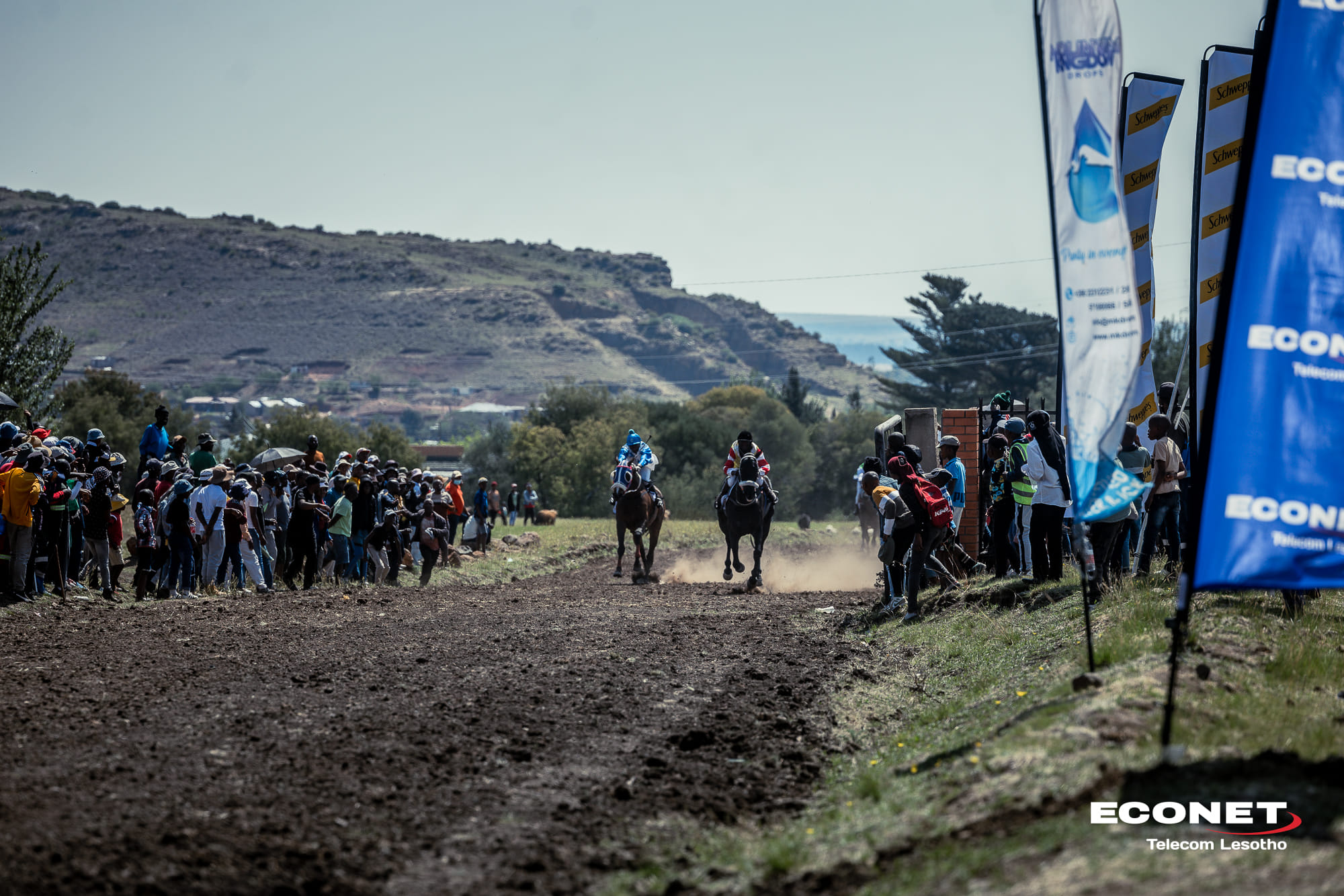 Why the Royal Cup flopped