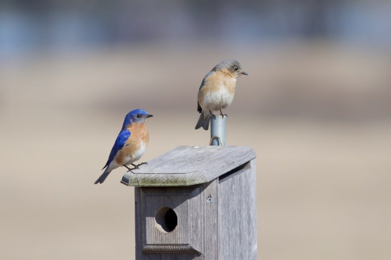 Why would you find a dead bird in your bird house?