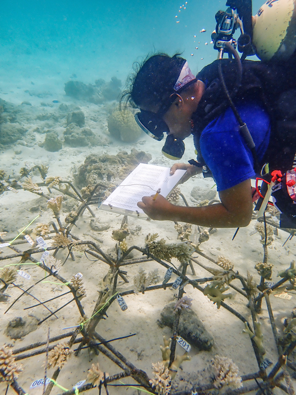 1,000 heat-tested corals planted in Ngaraard to support reef recovery