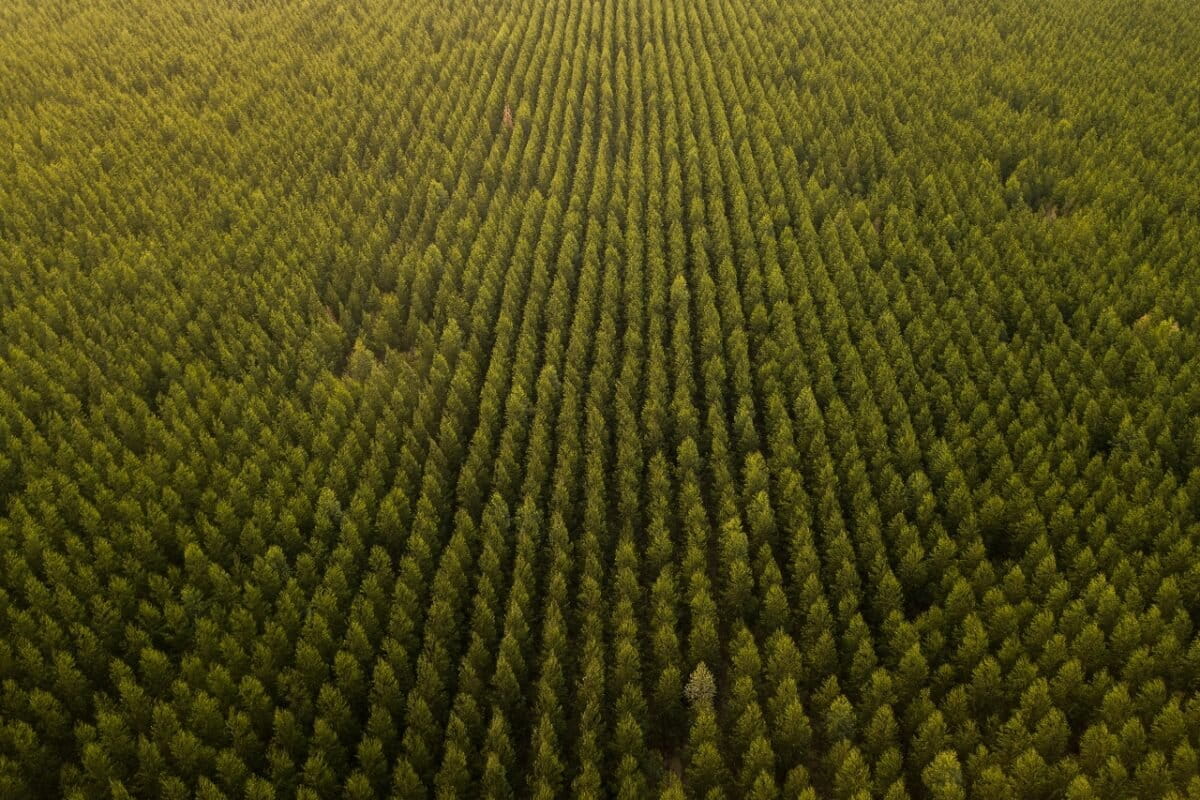 Brazil is the largest eucalyptus producer in the world. Eucalyptus production has been linked to several social and environmental violations such as land grabbing, human right abuses, and environmental harm from use of pesticides to biodiversity loss. Image © Markus Mauthe/Greenpeace.