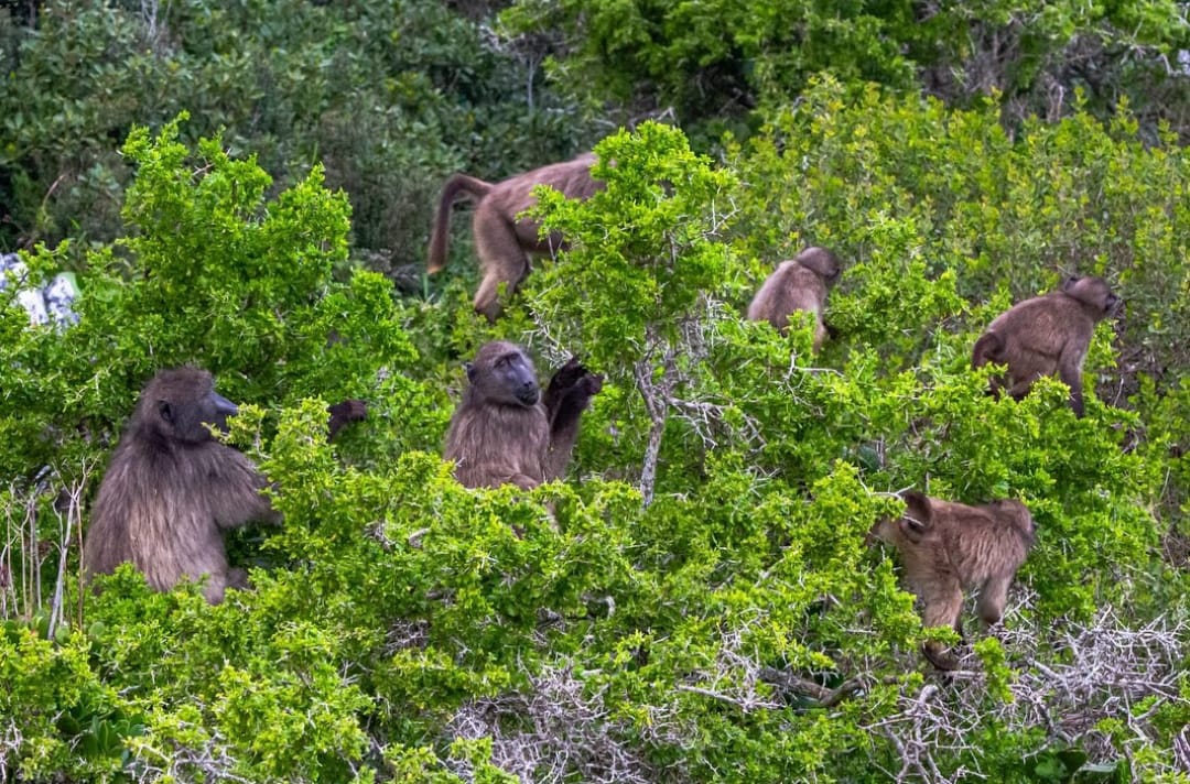 Cape Town’s new plan for baboons: Fence, capture and possibly euthanize