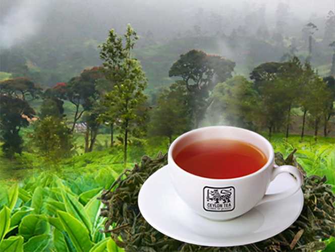 Ceylon Tea Enters Biotechnology 4.0 Era with New Botanical Extraction Facility