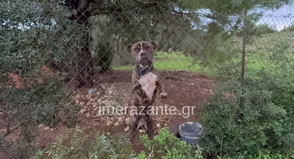 Dog bites 18-month-old baby dead on Zakynthos (video)