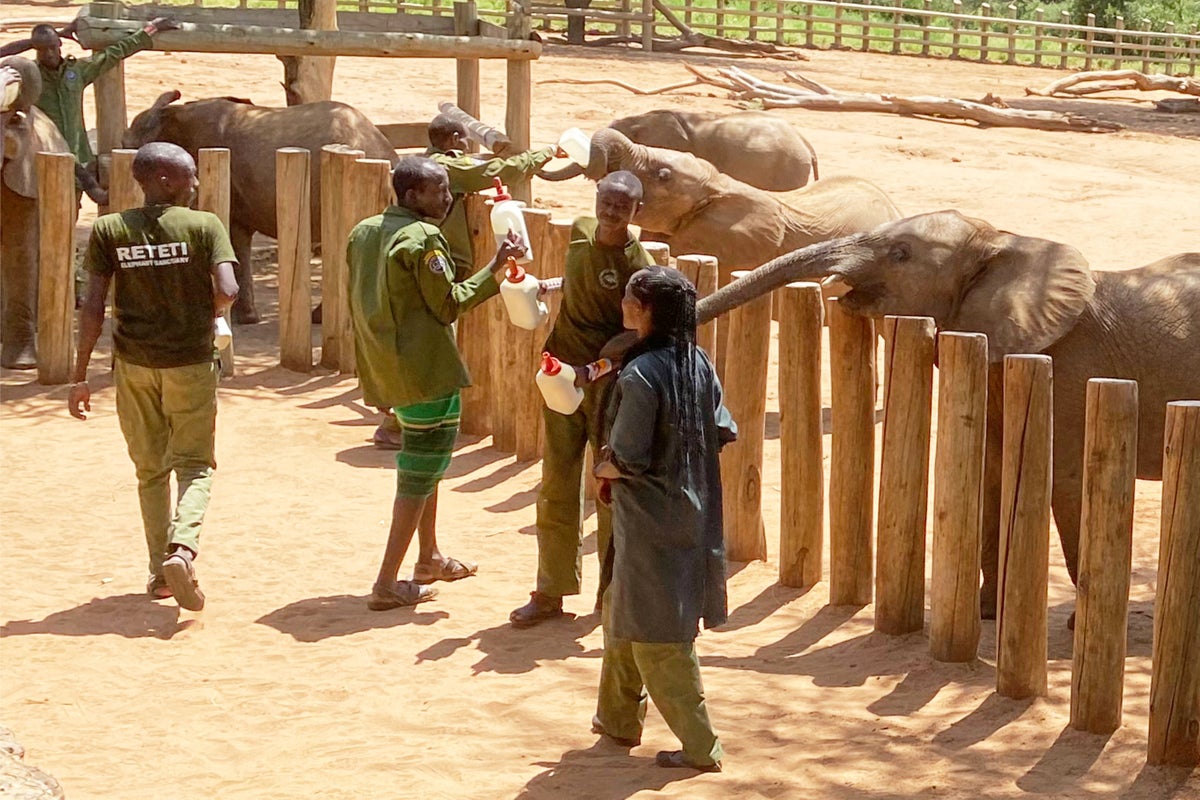 Elephant orphans. Goat's milk. This safari reveals the impact of wildlife conservation in Kenya