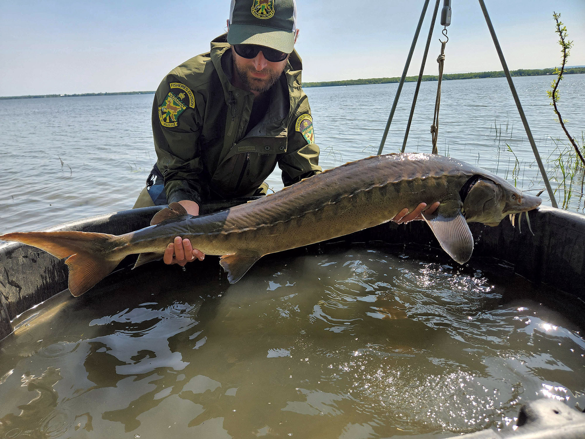 Environmentalists Want to Remove Swanton Dam to Free the Fish
