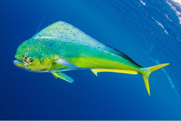 FECOP Study Reveals Shifting Trends in Costa Rica’s Sport Fishing Resources
