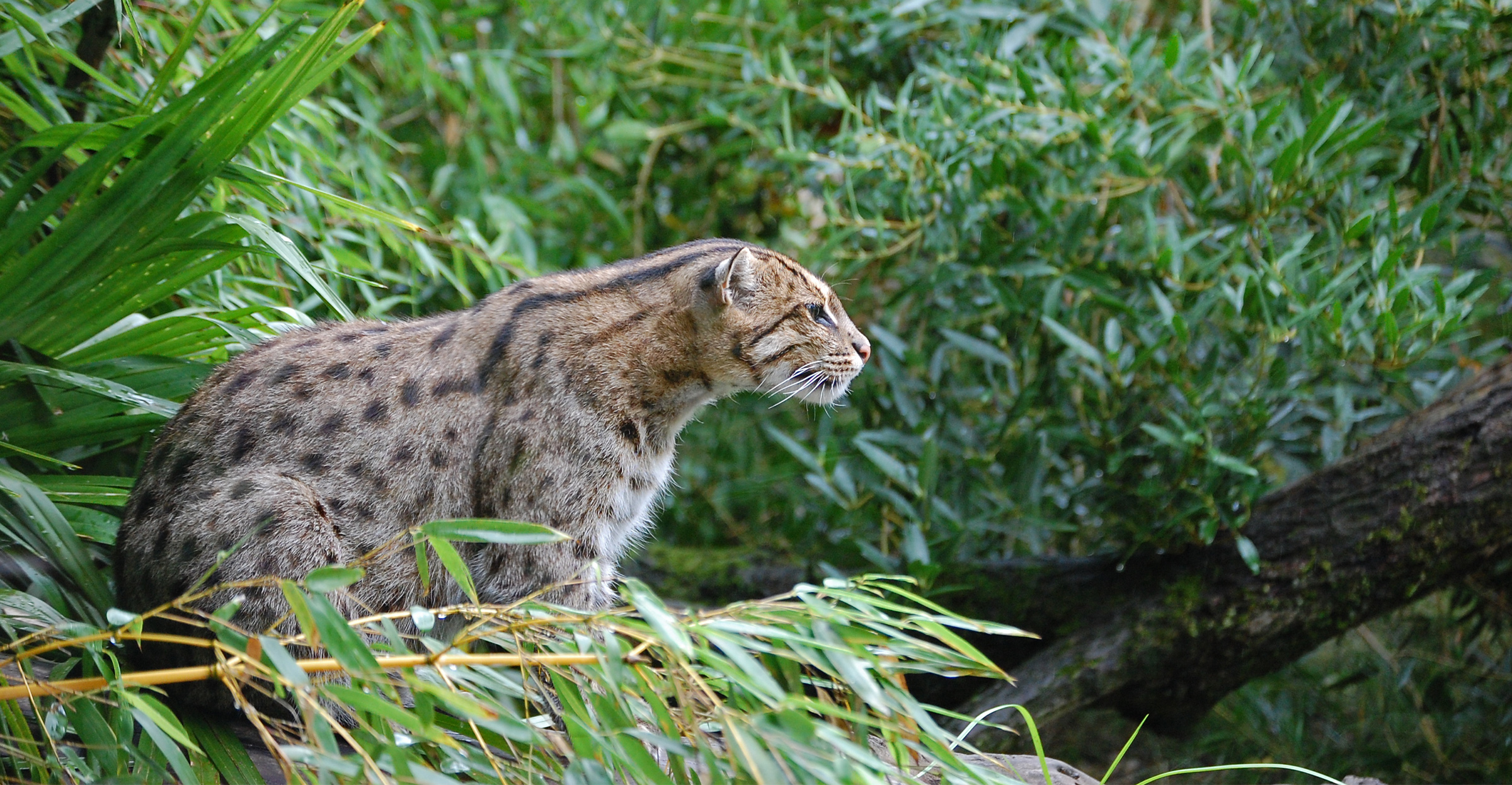 Fishing cats need hotspot-based conservation in Bangladesh, research shows