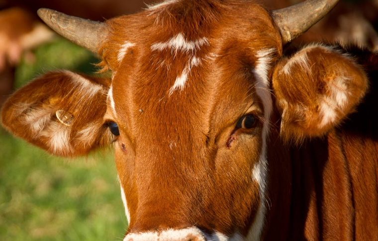 Herdsman gored to death by cow in Luuka