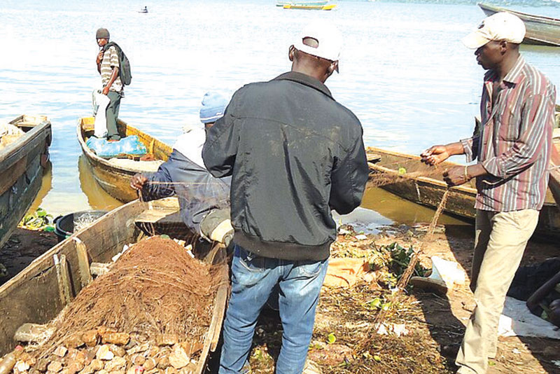 How to reduce pollution, diseases causing fish losses in Lake Victoria