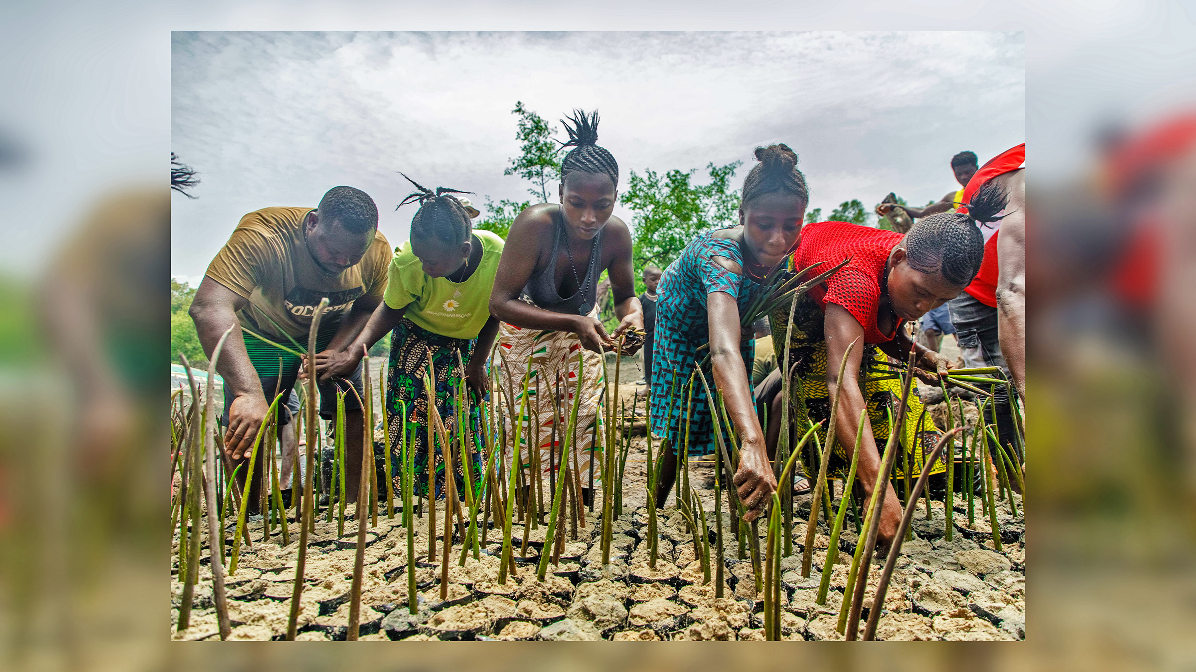 Huge ‘blue carbon’ offsetting project takes root in the mangroves of Sierra Leone