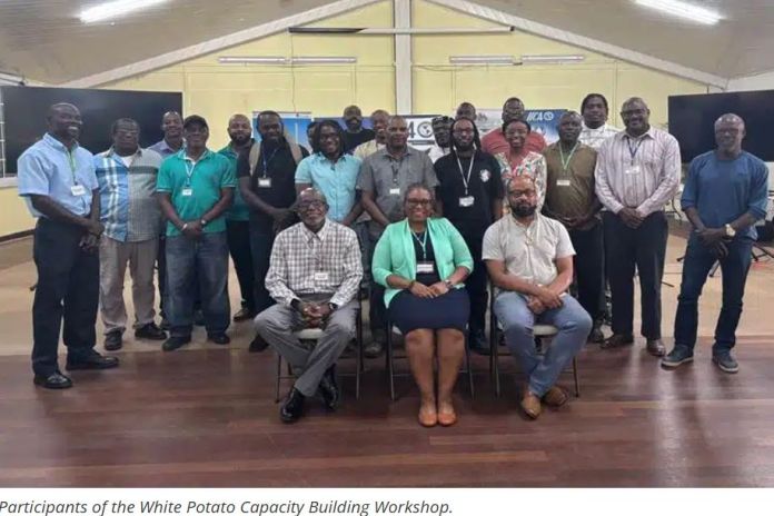 IICA strengthen capacity for White Potato production and marketing