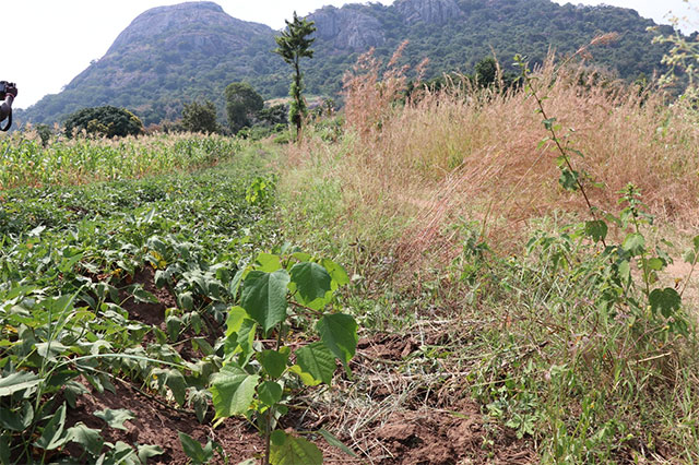 Improving forest cover in refugee hosting districts