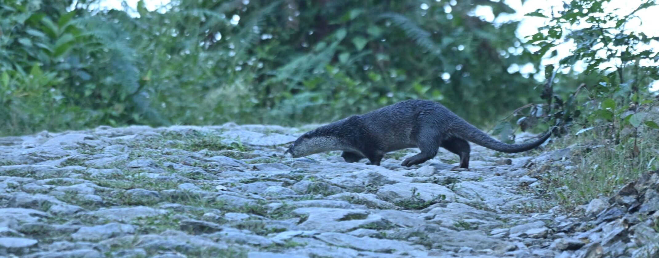 In Nepal, the world’s smallest otter continues to elude researchers