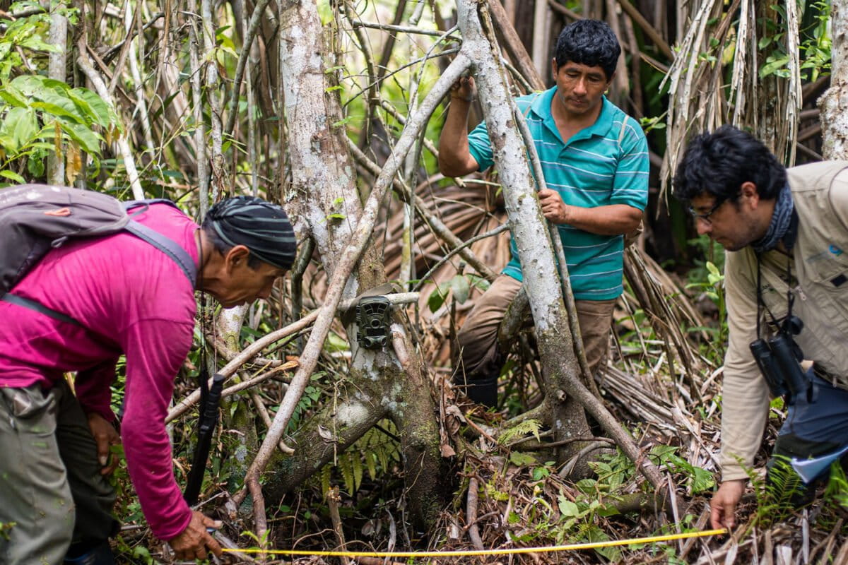 In Peru, community-led camera trapping boosts conservation and ecotourism