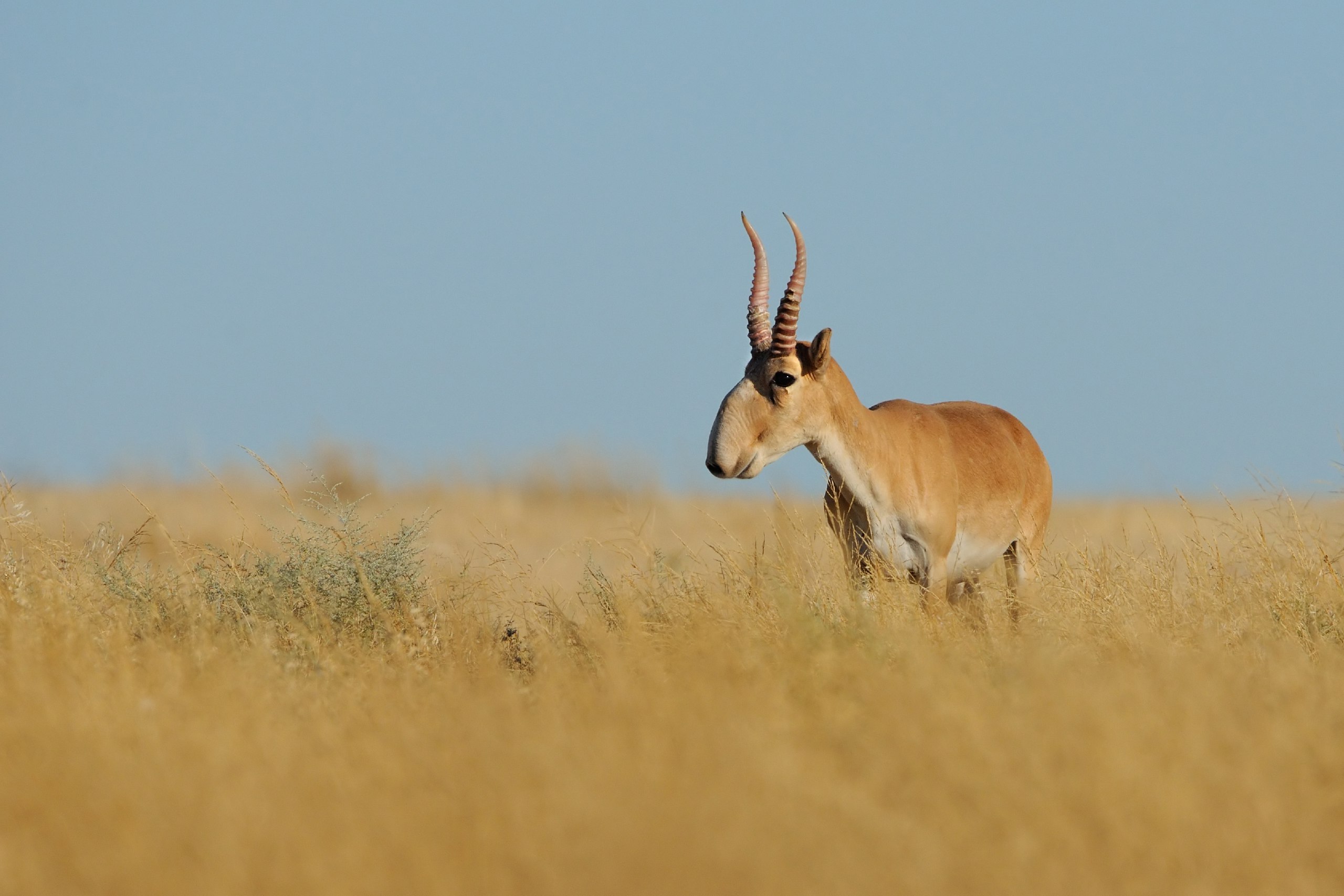Kazakhstan Reports Record Saiga Numbers, Advances Management Measures