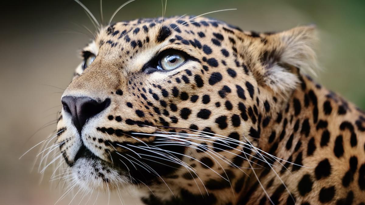 Leopard spotted in Thane, injuring several people