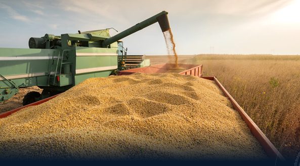 Iraq leads barley production in the Arab world… and Libya produces 100,000 tons