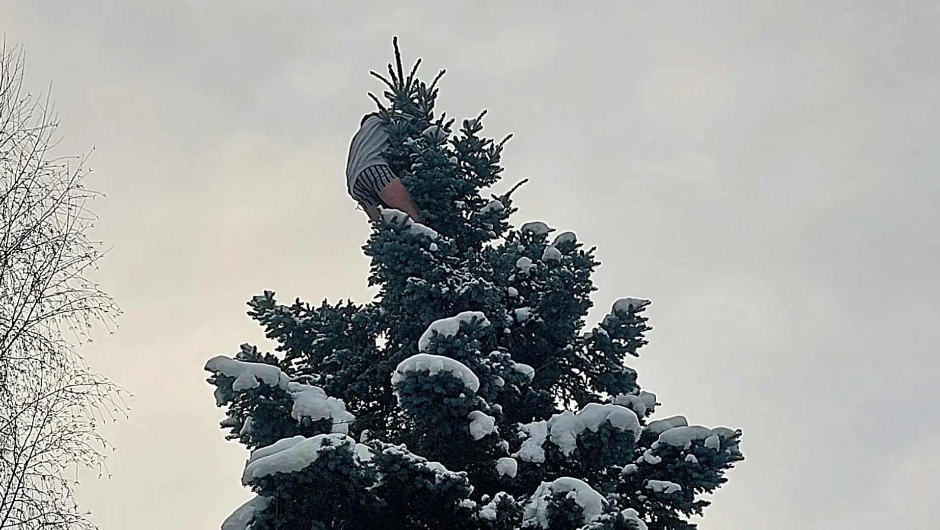 Man in Jihlava Spends Night at the Top of a Spruce, Rescued at Dawn