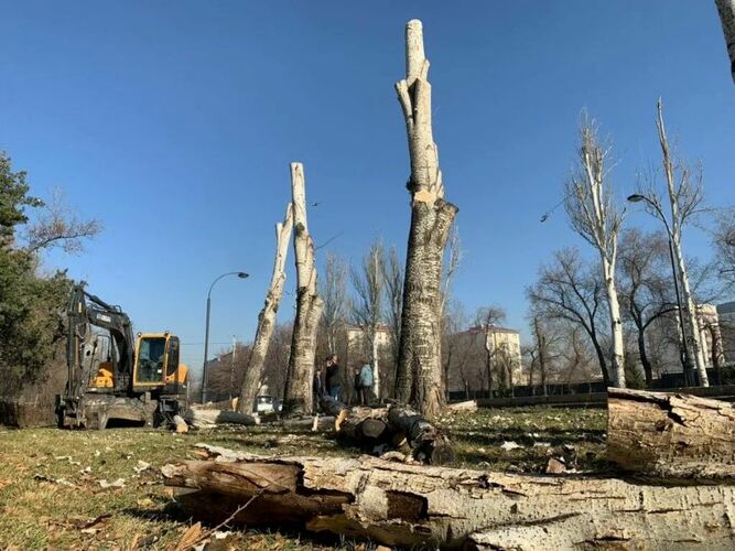 Master Plan: Green areas in Bishkek decrease by 25 percent -