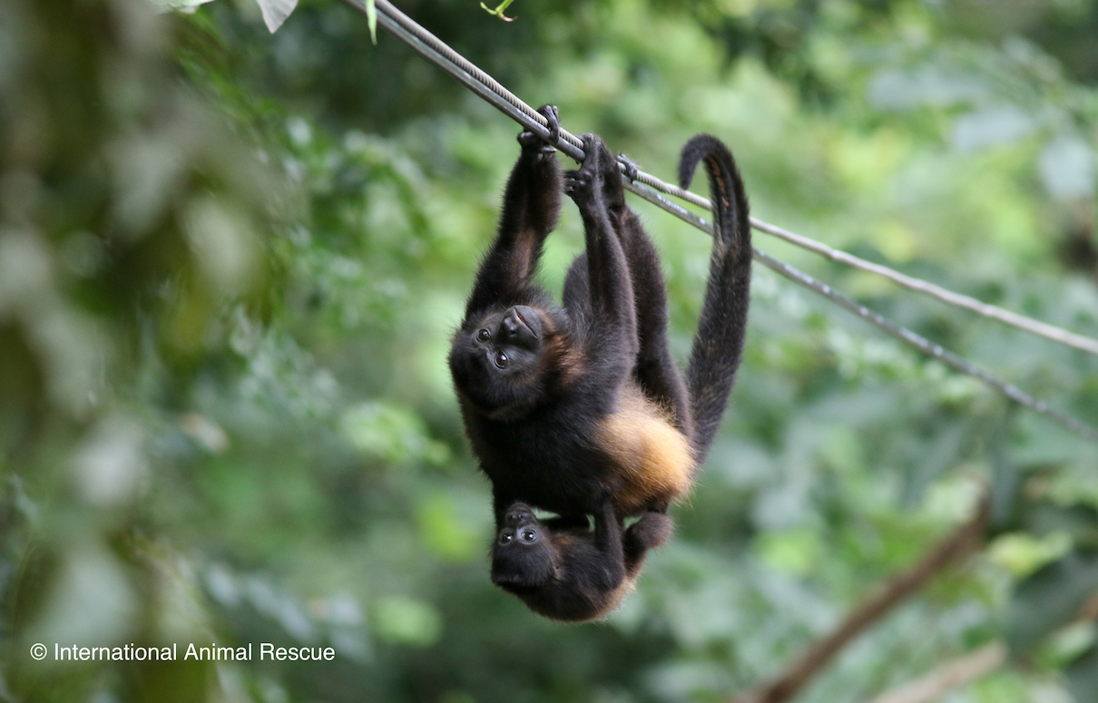 Nation must move to prevent animal electrocution (commentary)