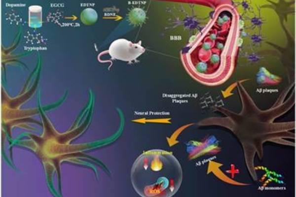 New path found for a better & comprehensive therapy for Alzheimer’s disease