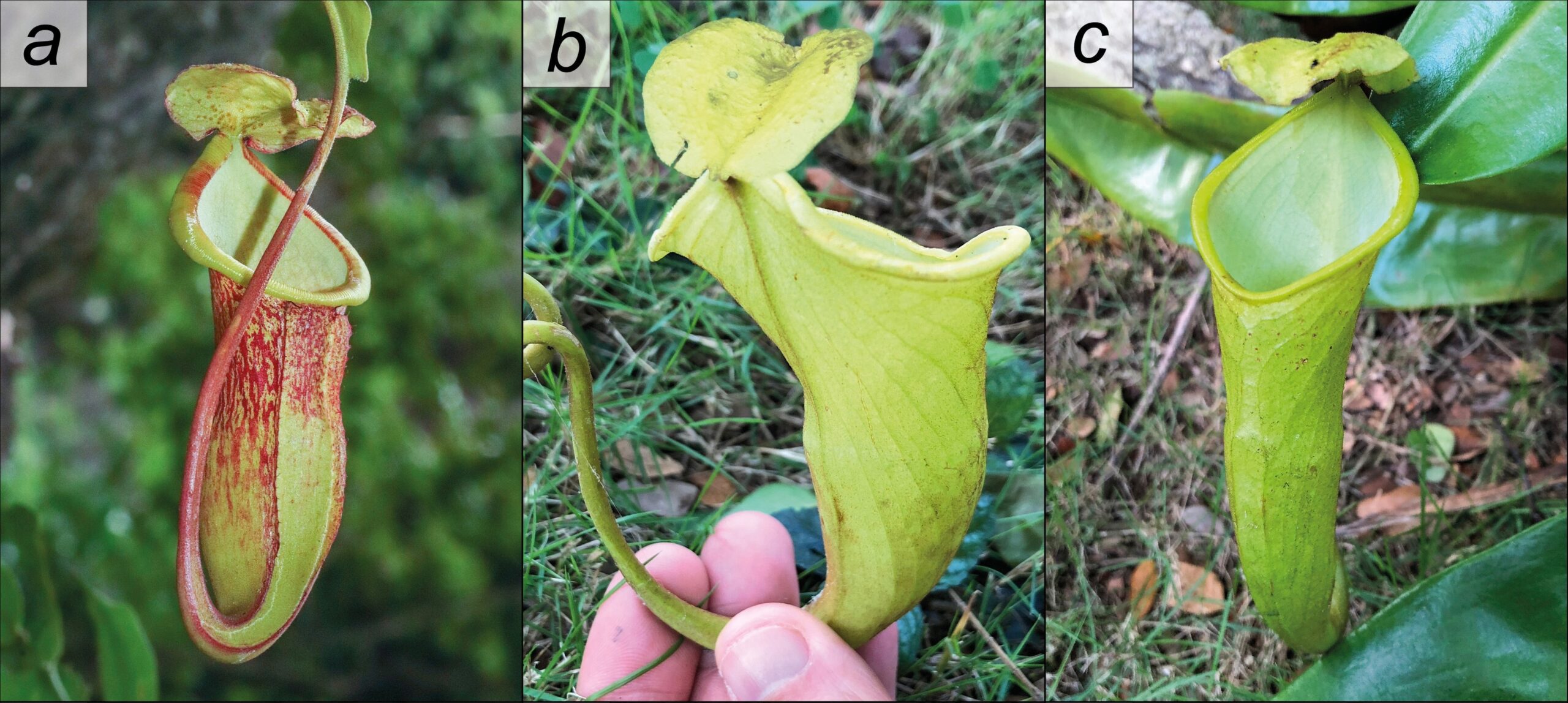 New pitcher plant found in the Philippines may already be critically endangered