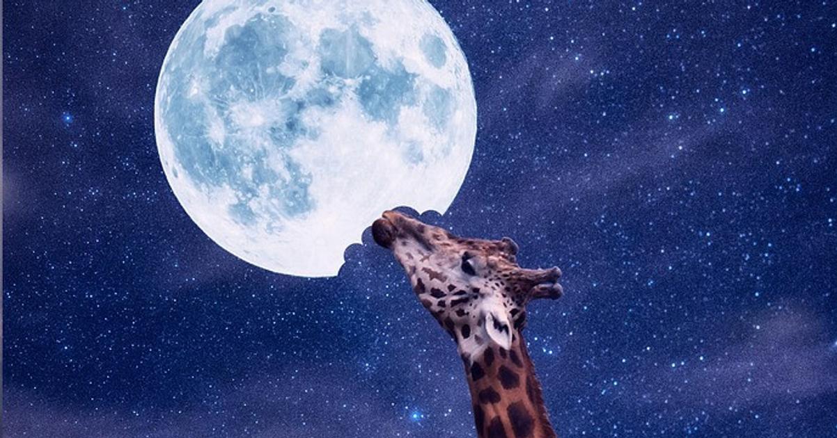 News digest: Can a giraffe reach the stars? Everything is possible at Bratislava Zoo
