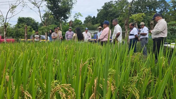 Panama Rice Farmers Experience the Worst Crisis Since 2004