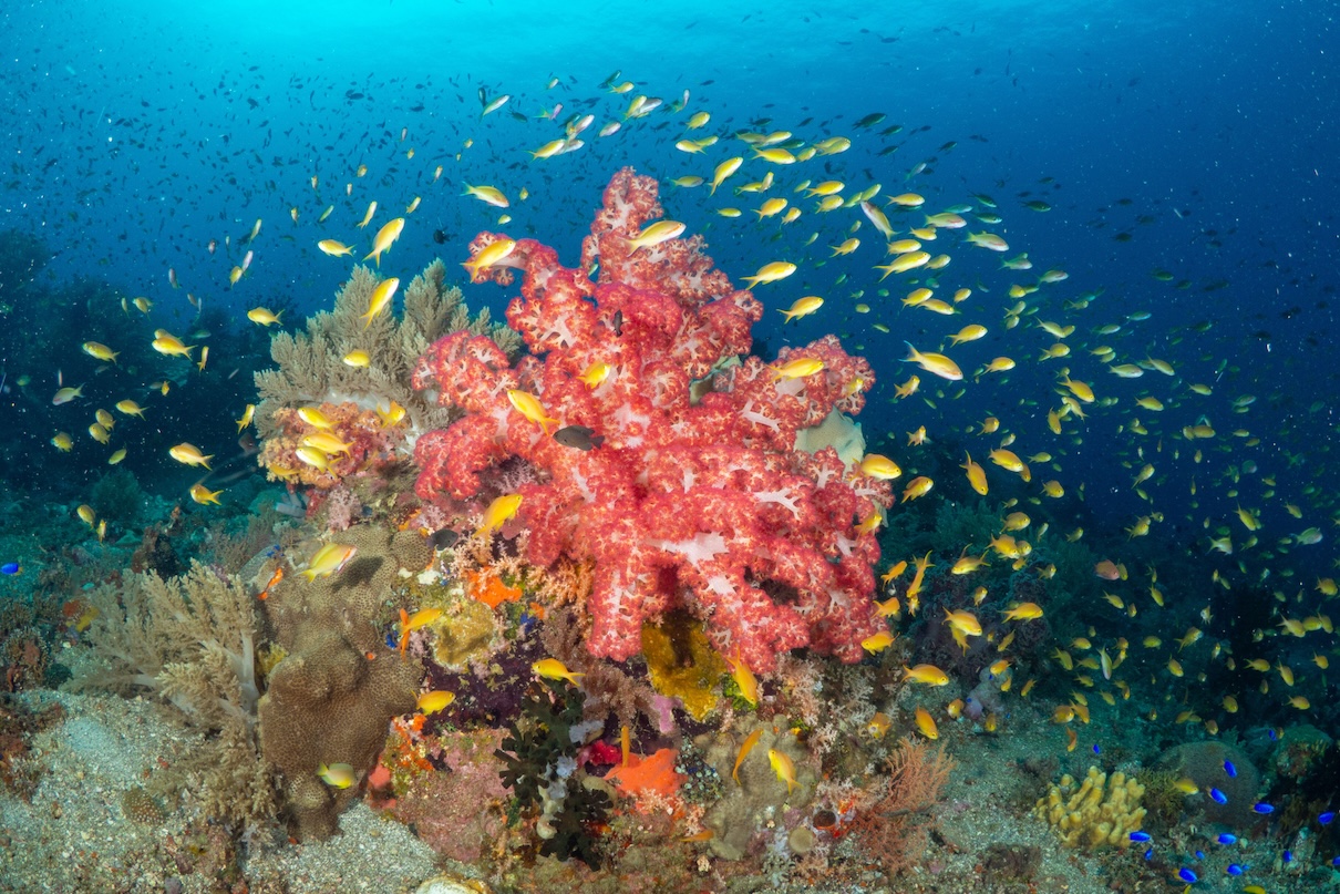 Healthy reef off the coast of Panaon Island. Image courtesy of Danny Ocampo / Oceana.