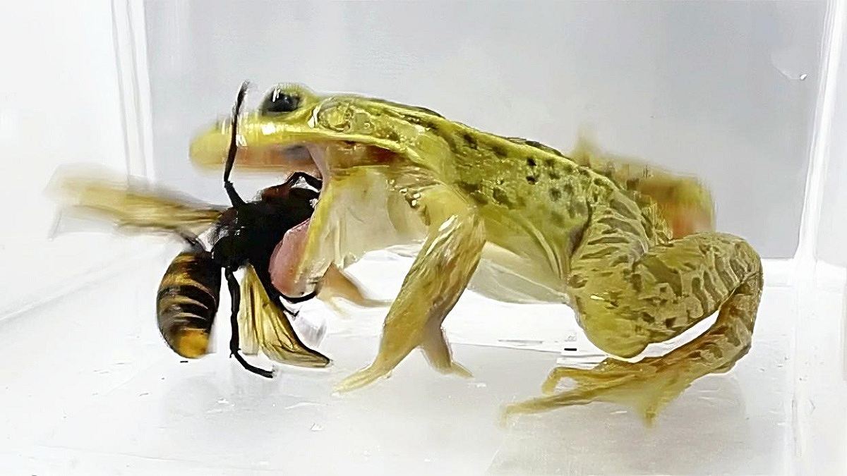 Pond Frogs Surviving Hornet Stings Raises Hopes for Understanding Venom Resistance