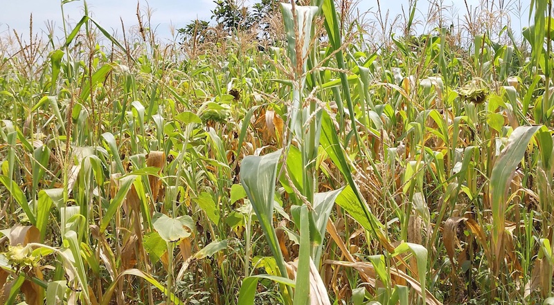 Prolonged dry spell devastates farmers in Omoro district – CONVEN.ORG ...