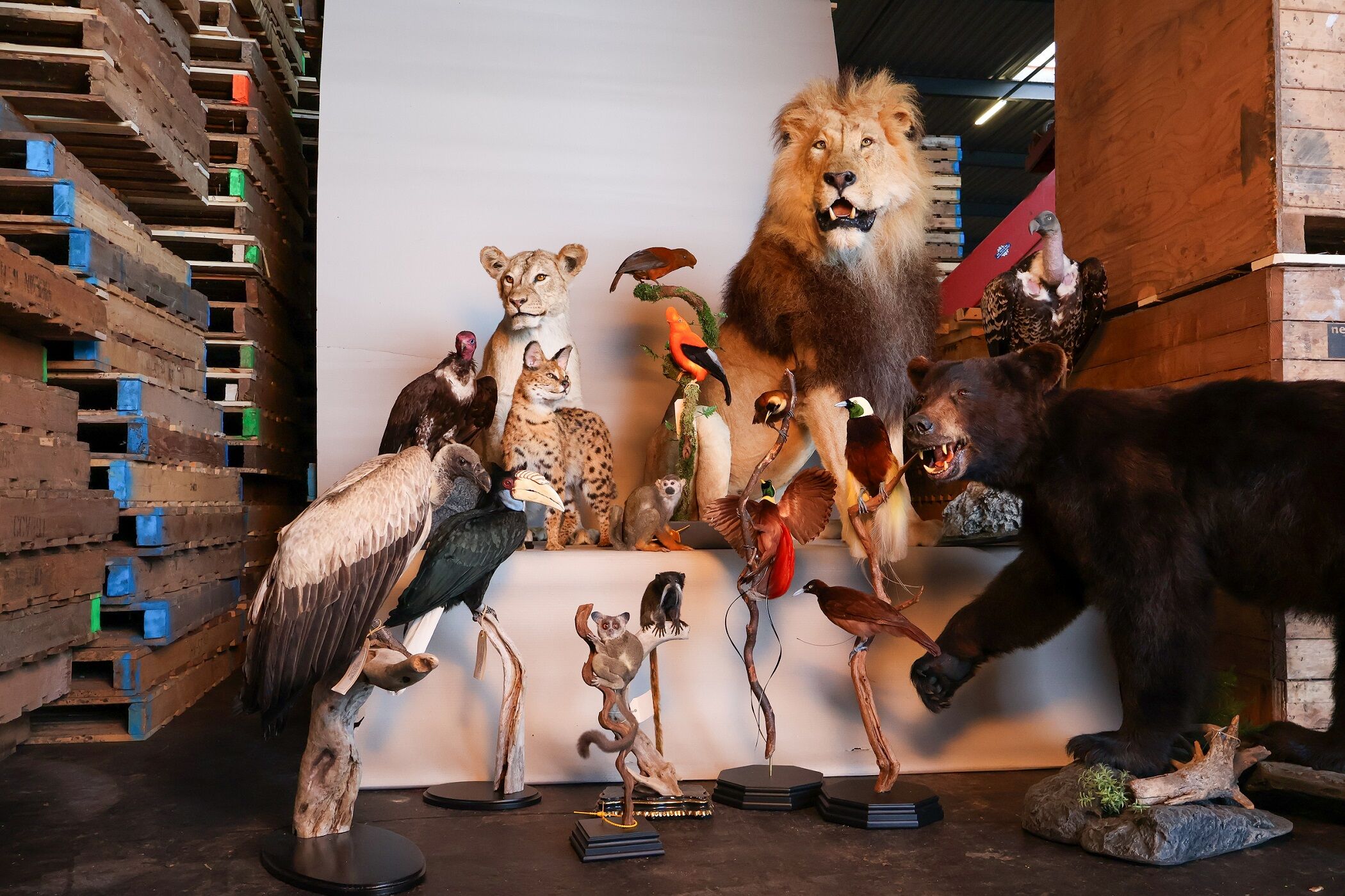 Raid turns up dozens of stuffed protected animals in Brabant