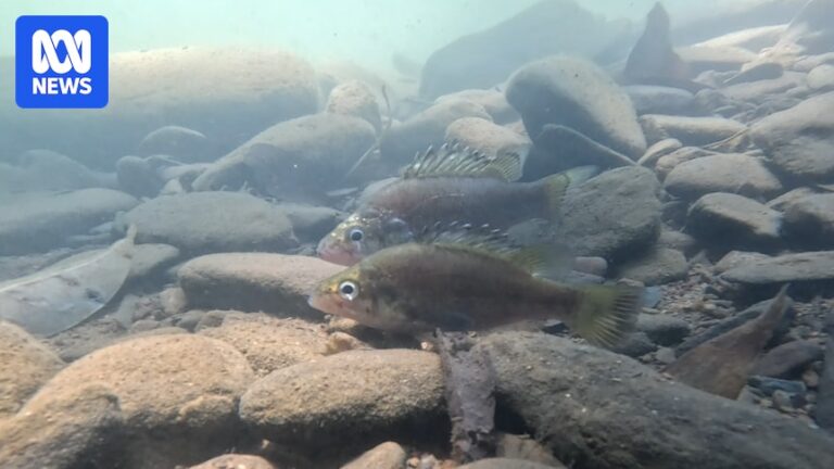 Cod Fish Environmental Rare freshwater fish Bloomfield River cod surviving amid environmental ...