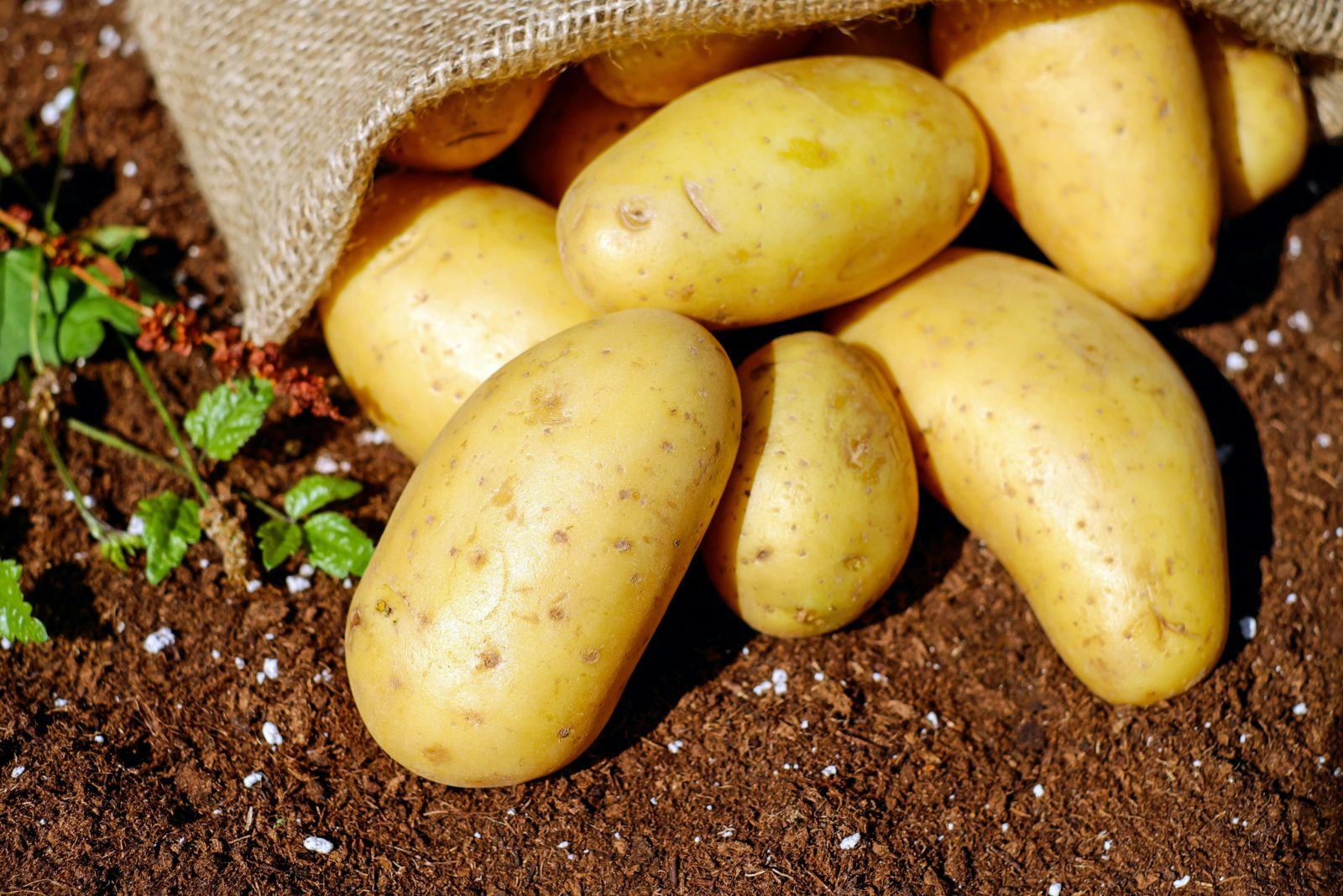 Record Potato Harvest Pushes Prices Down, But Part of the Christmas Salad Still Ends Up in the Bin