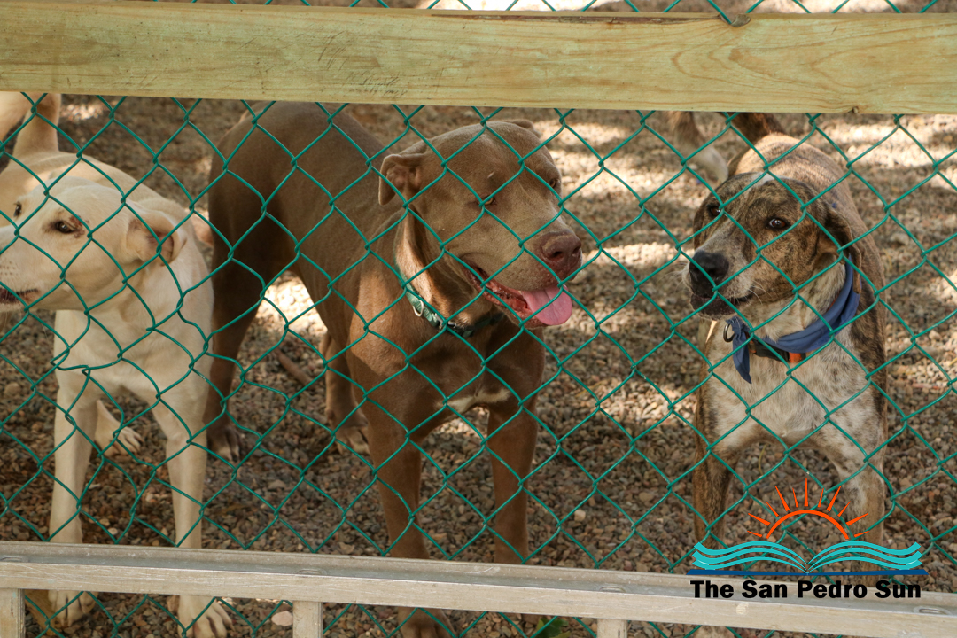 SAGA and ACES Hold Holiday Fundraisers to Sustain Vital Animal and Wildlife Services