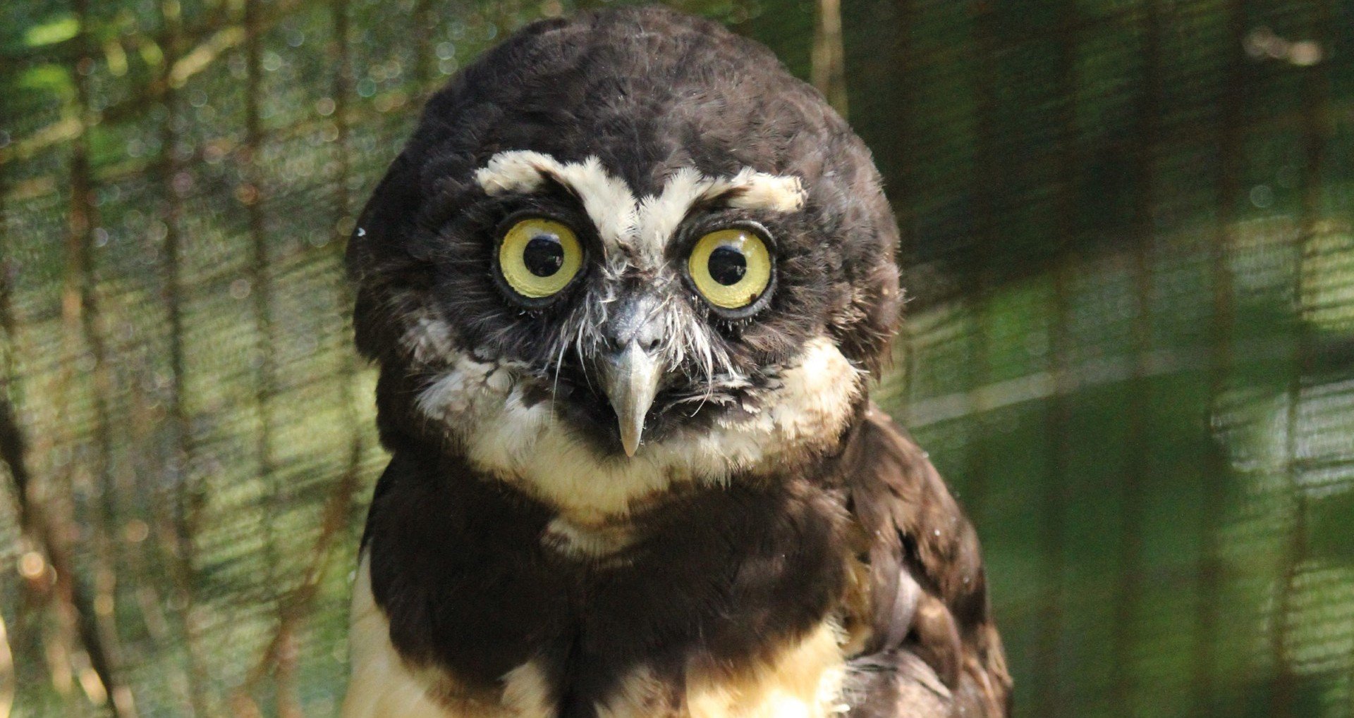 Salisbury Zoo Welcomes New Spectacled Owl