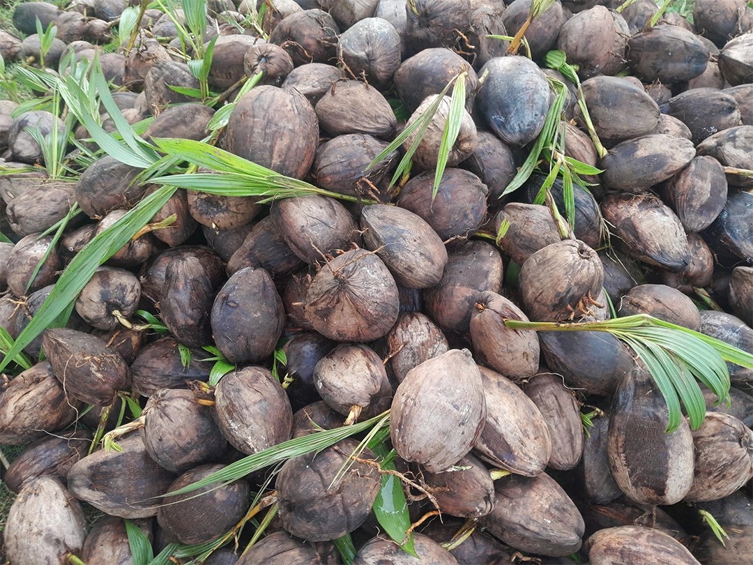 Samoa Trust Estates Corporation Backs Government Move Toward New Export Authority