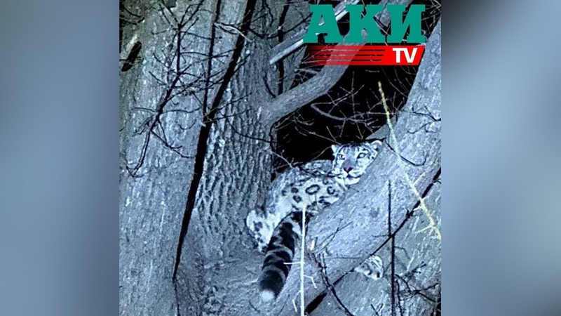Snow leopard climbs tree in garden in Kemin district, safely captured