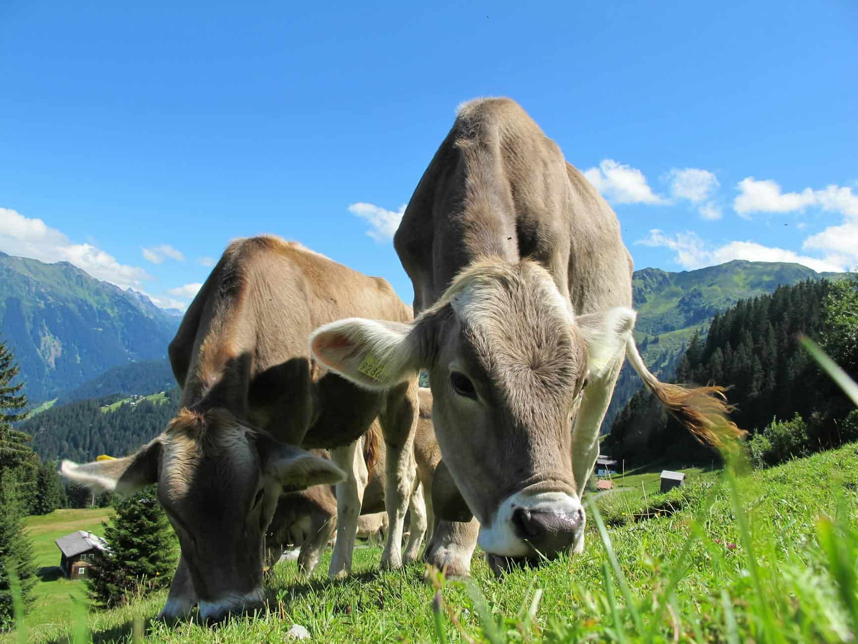 Switzerland could feed its entire population without food imports
