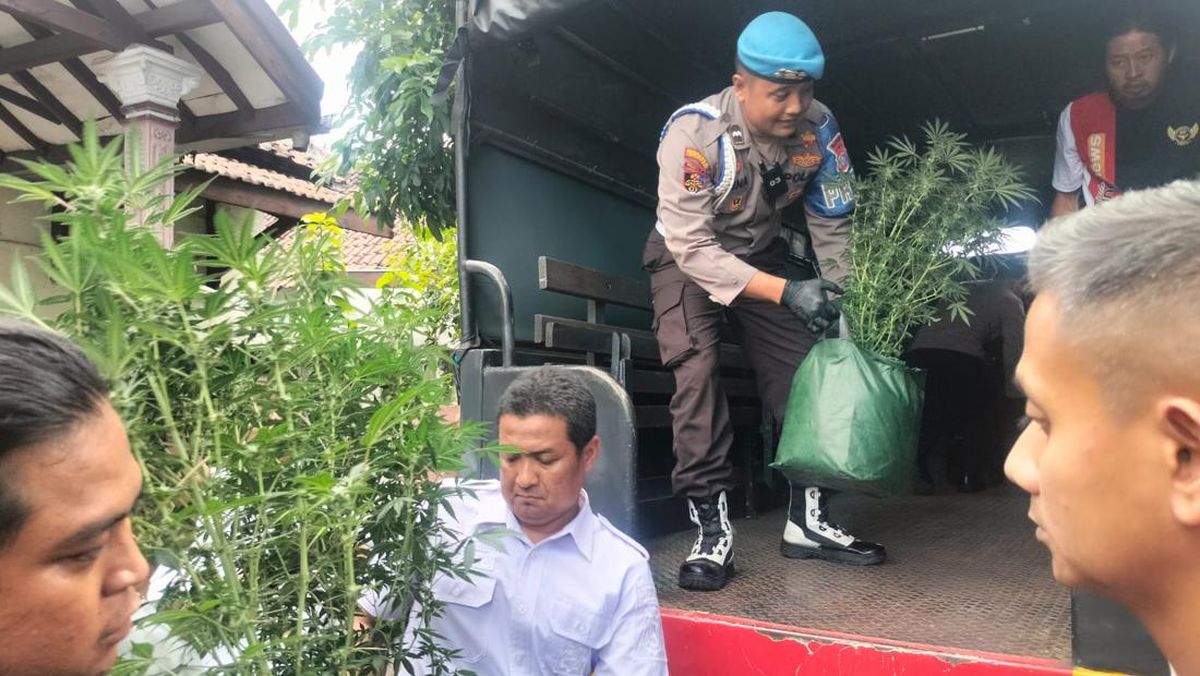 Tersangka Penanaman Ganja di Rumah Kontrakan Jombang Jadi Dua Orang