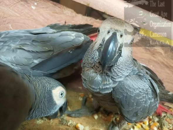 Three, including Ghanaian arrested for parrots trafficking