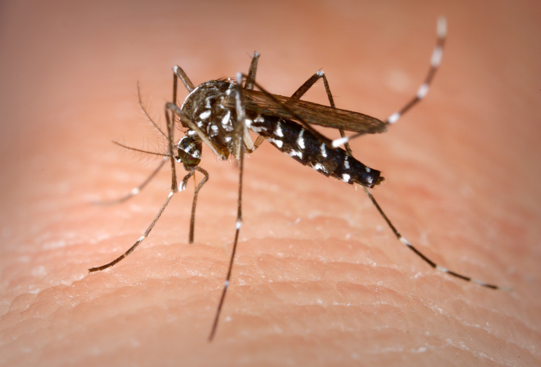 Tiger mosquito could soon be here to stay, warns minister