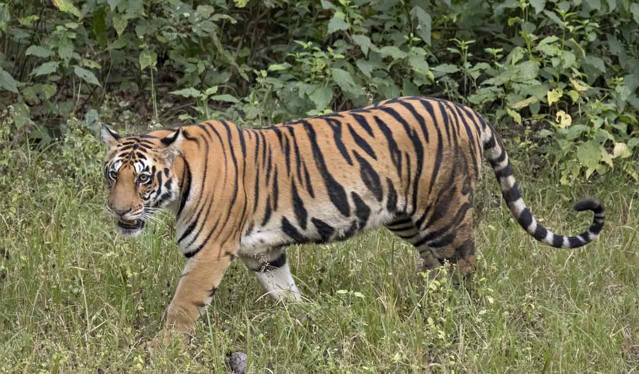 Tigress from TATR translocated to Sahyadri Reserve as part of conservation plan