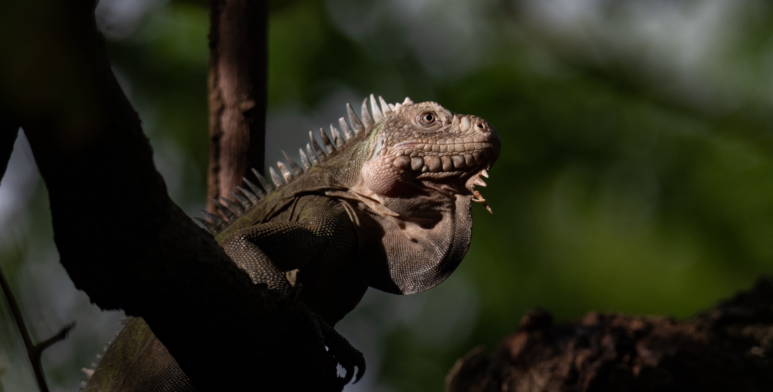 Tiny Caribbean island brings hope for critically endangered iguana