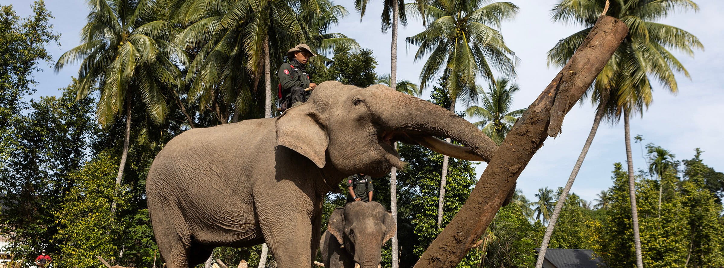 Tsunami veteran rescue elephants mobilized for Indonesia cyclone disaster relief