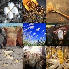 USDA Releases December WASDE | News Dakota