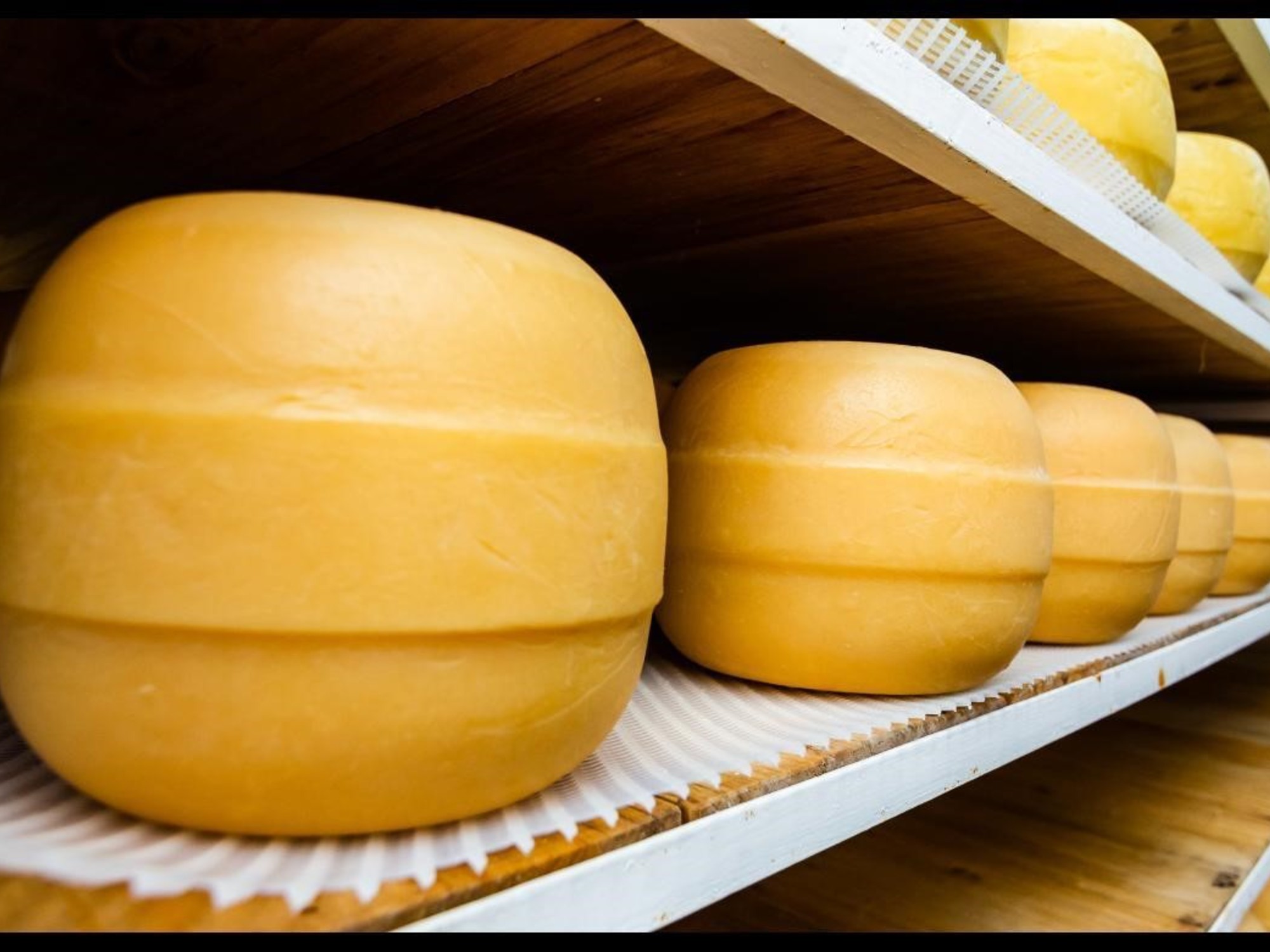 Un queso producido en Santa Fe ganó la medalla de plata en el Mundial de Suiza