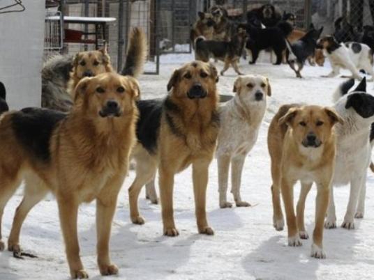 Up to 40 Million stray dogs in Egypt's streets: Official