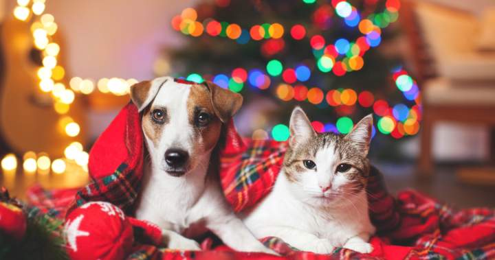 What to know before gifting a pet this holiday season - Regina